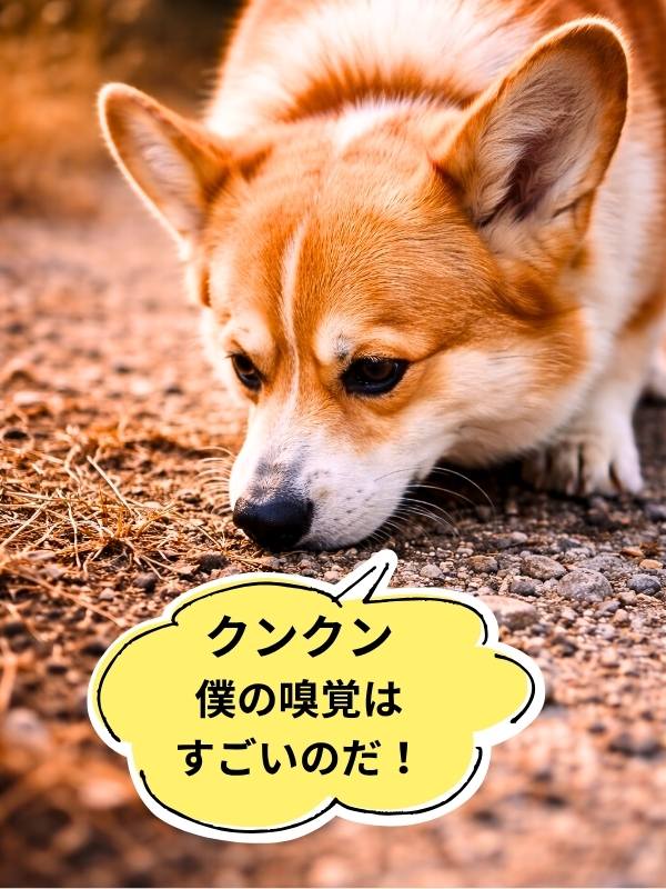 鼻をクンクンさせながら匂いを嗅ぐコーギーのアップ
