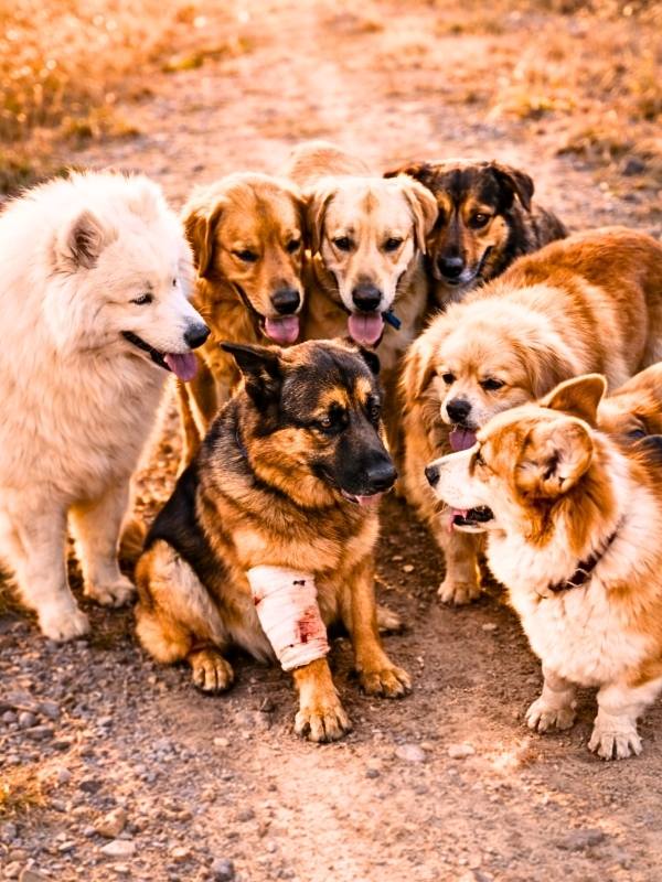 ジャーマンシェパードを中心に6匹の犬が囲むように集まっている様子