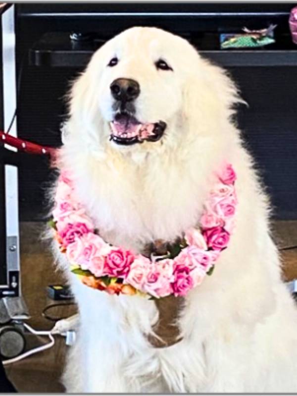 看板犬ジーナ 引退セレモニー フラワーレイをつけた様子