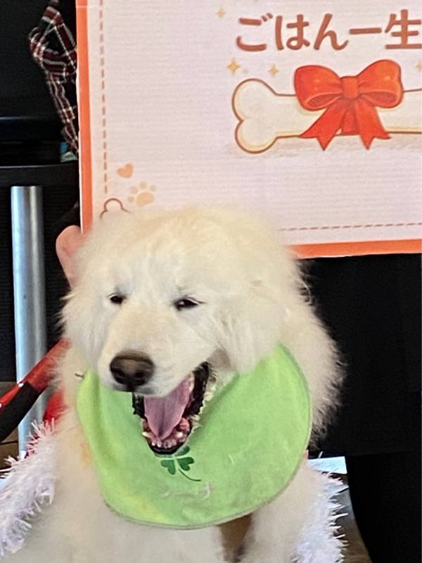 看板犬ジーナ 引退セレモニー ごはん一生分プレゼント 笑顔のジーナ