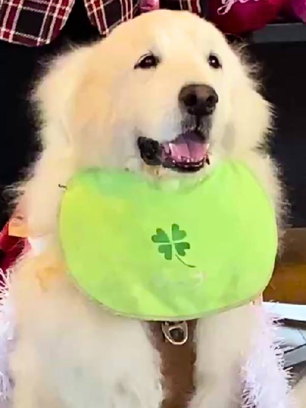 看板犬ジーナのジーナスマイル