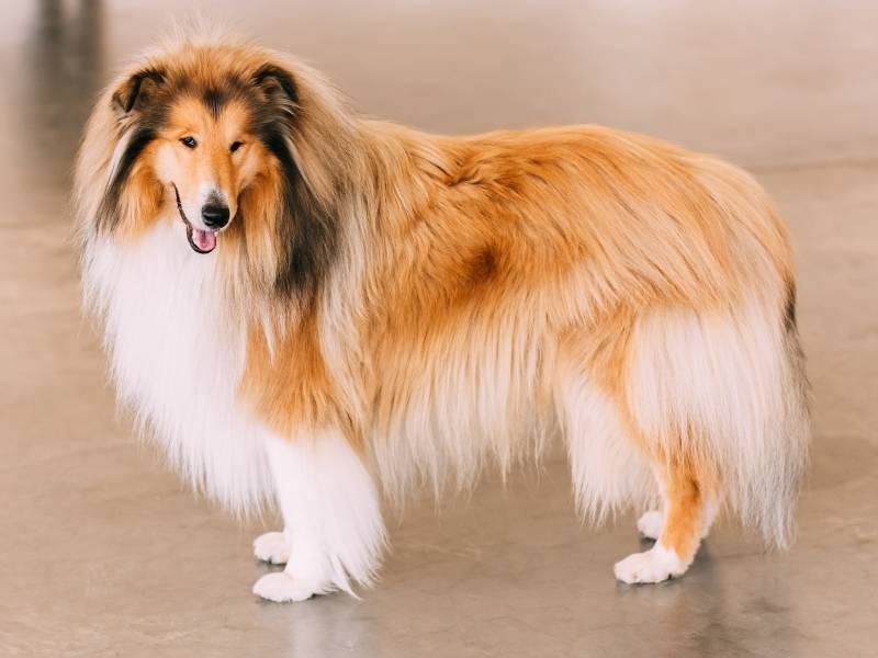 ラフコリーの犬の写真